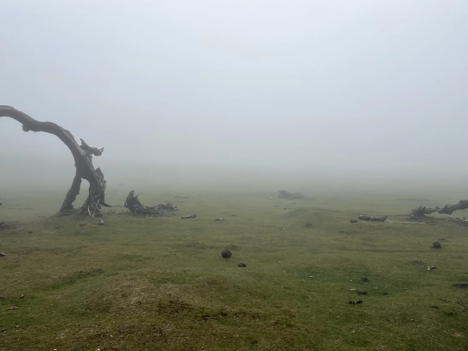A bare old tree disappearing into thick mist in Fanal