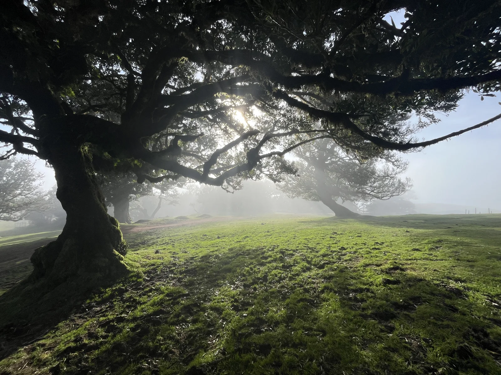 Sunlight through the branches of an old tree in Fanal, Madeira